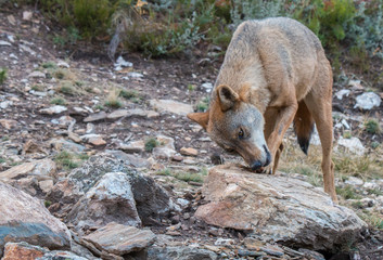 the Iberian wolf, beautiful animal of our country hated by some and loved by others