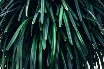 Background of beautiful tropical plant