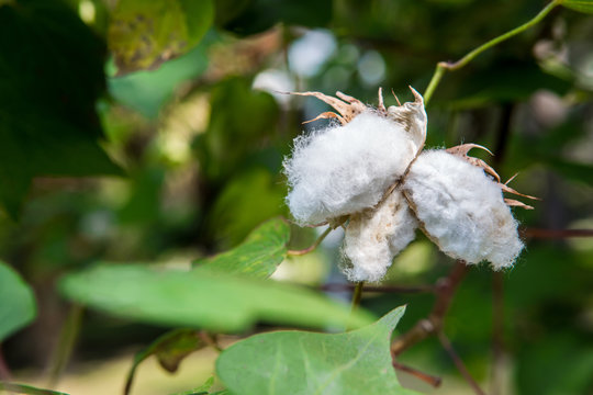 Ripe cotton balls on the cotton tree branch