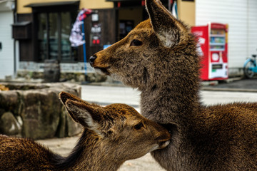 Deer close up in the town of Miyajima Japan