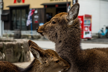 Deer in the tow of Miyajima near Hiroshima Japan