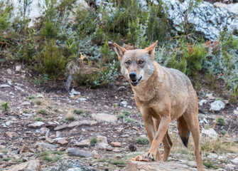 the Iberian wolf, beautiful animal of our country hated by some and loved by others