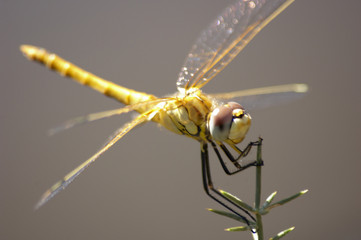 Dragonfly closeup