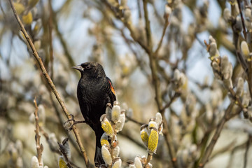 single blackbird standing on the branch in the morning in early spring