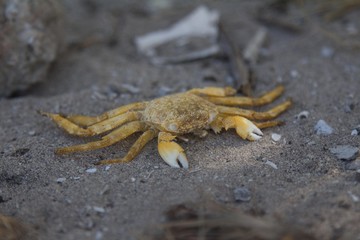 Yellow crab on a beach in Zanzibar, Tanzania (Africa)