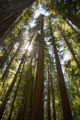Fototapeta na wymiar Oregon Redwoods 
