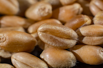 Macro collection, dry white wheat seeds close up on black