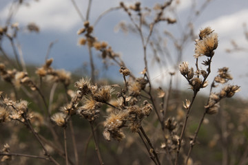 Flowers of brazilian cerrado