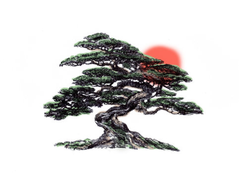 Bonsai pine. Growing tree. Sun and tree.