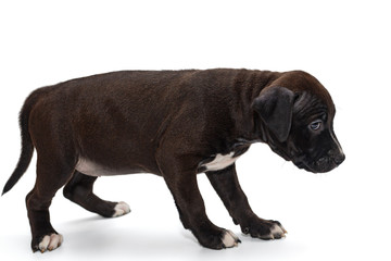 Puppy Staffordshire Terrier