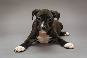 Puppy Staffordshire Terrier