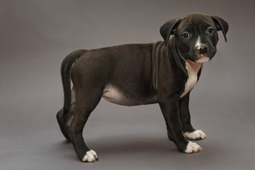 Obraz premium Puppy Staffordshire Terrier