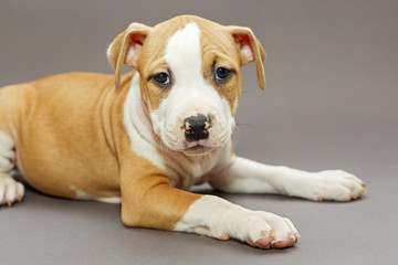 Puppy Staffordshire Terrier