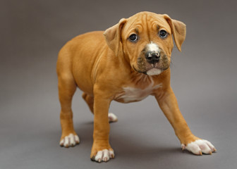 Puppy Staffordshire Terrier