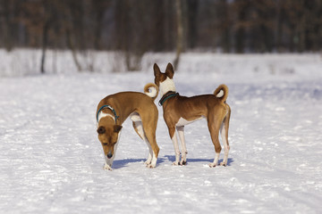 Portrait of the Dogs Basenji in the park. Winter cold day. Snow falls