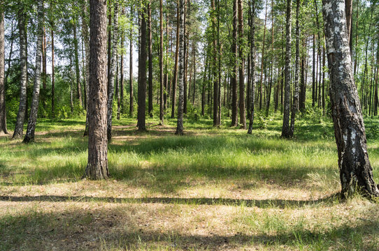 Fototapeta Green meadow in the forest. Sunlight through the trees.