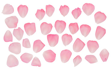 A set of rose petals. Rose-petal.