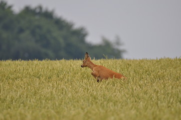 springender Rehbock
