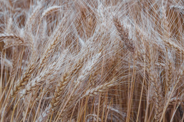 Golden spikelets of wheat on the farm field on sunny day. Spikelets textured background.