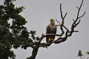 Weißkopfseeadler