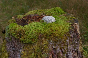 Baumstumpf Moos Stein Rock