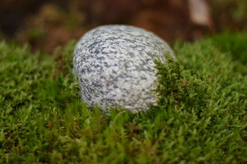 Baumstumpf Moos Stein Rock