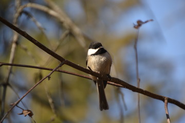Black-capped Chickadee