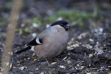 Eurasian bullfinch (Pyrrhula pyrrhula)