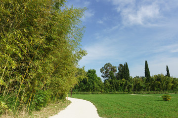 A beautiful city Park with thickets of bamboo-leaf-bearer of blue-green (lat. Phyllostachys viridiglaucescens)