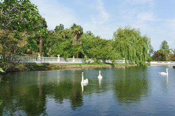 Fototapeta na wymiar Swan-shipun swimming in a nice big pond of the city Park South of the resort town