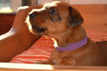Welpe im Portrait
