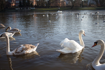 swan lake photo