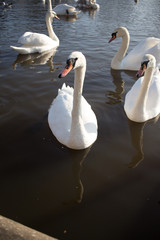 swan lake photo
