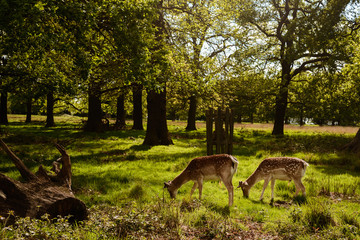 Herd of deer in Richmond nature reserve outdoor Park in London UK. Pictures of wildlife mammal  animals in wild nature forest