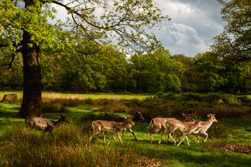 Herd of deer in Richmond nature reserve outdoor Park in London UK. Pictures of wildlife mammal  animals in wild nature forest