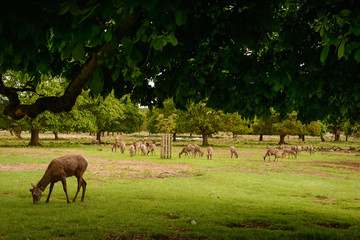 Naklejka na ściany i meble Herd of deer in Richmond nature reserve outdoor Park in London UK. Pictures of wildlife mammal animals in wild nature forest