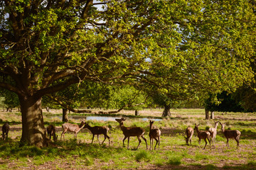 Herd of deer in Richmond nature reserve outdoor Park in London UK. Pictures of wildlife mammal  animals in wild nature forest