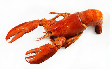 Fresh american lobster, whole silhouette on a white background