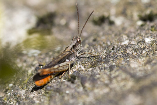 Close up of a grashopper