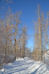 Fototapeta premium Canadian Winter