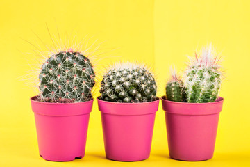 Tiny Cactus in the Pot on Bright Neon Background. Saturated Image