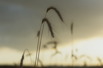 Field at sunset