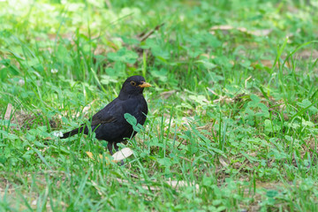 Blackbird (lat. Turdus merula) is a bird of the genus thrushes the thrush family - in the grass