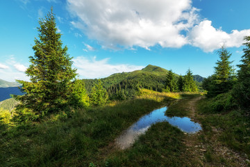 Fototapeta na wymiar Picturesque summer landscape in sunny day in Carpathian mountains. Lush green forest from pine tree on backgound. Travel background concept