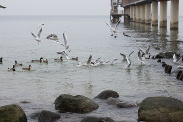 Wild birds of the baltic sea