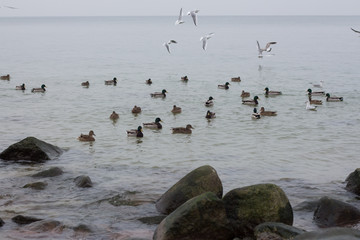Wild birds of the baltic sea