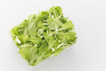 cut lettuce insalatina on a bright background