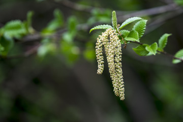 Blühende Haselnuss im Frühling