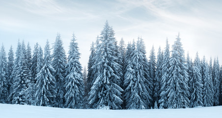 Fantastic winter landscape with snowy trees. Carpathians, Ukraine, Europe