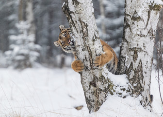 Fototapeta premium Tygrys syberyjski, Panthera tigris altaica, samiec ze śniegiem w futrze. Tygrys Usurian w dzikim zimowym krajobrazie. Atakowanie drapieżnika w akcji.